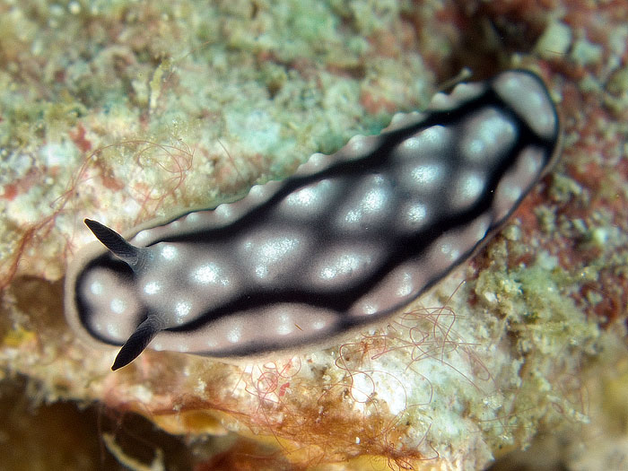 Phyllidiella lizae